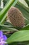 Fragrant Snailthread Cochliostema odoratissimum a spherical seed head
